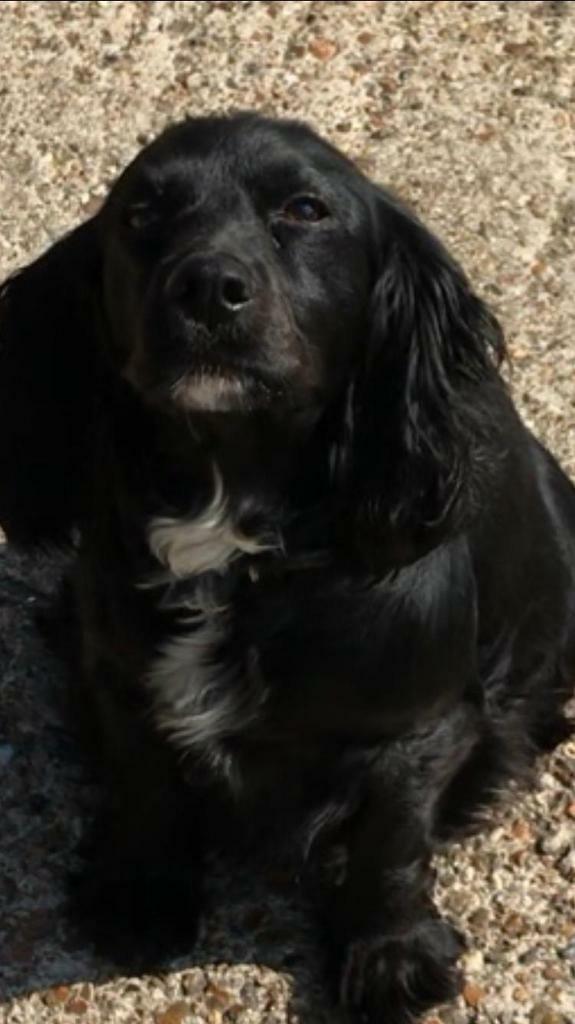 gumtree spaniels for sale